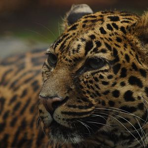 Indochinese-leopard Chiva