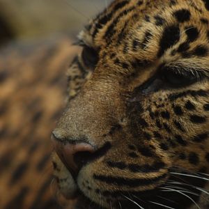 Indochinese-leopard Chiva