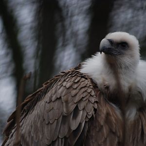 Western Eurasian griffon vulture