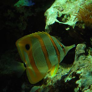 Copperband butterflyfish