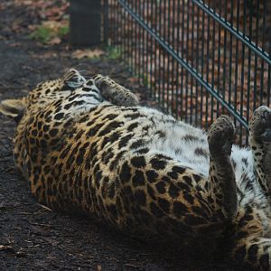 Indochinese-leopard Chiva