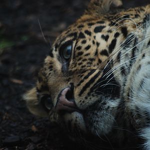 Indochinese-leopard Chiva