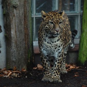 Indochinese-leopard Chiva
