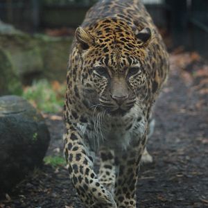 Indochinese-leopard Chiva