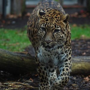 Indochinese-leopard Chiva