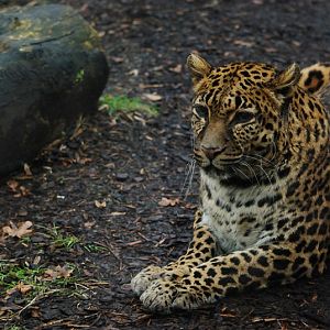Indochinese-leopard Chiva
