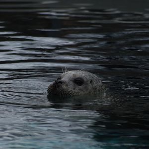 Harbour seal