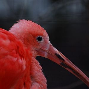 Scarlet ibis