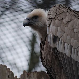 Western Eurasian griffon vulture