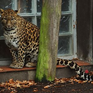 Indochinese-leopard Chiva