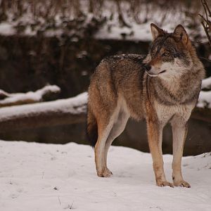 Eurasian Wolf