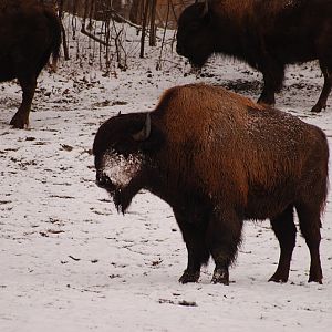 Wood bison