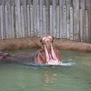 Hippos
