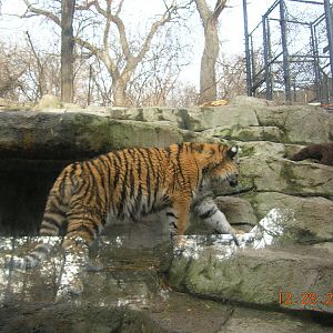 Amur Tiger Cub