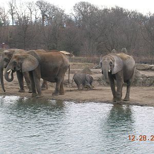 African Elephants