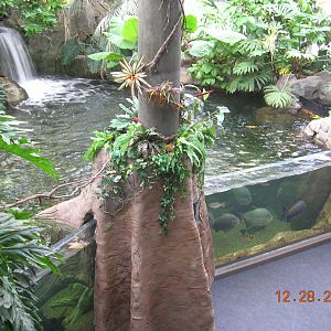 PPG Aquarium - Amazon River Exhibit