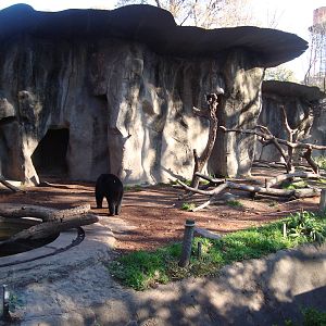 Spectacled bears