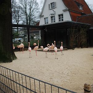 Greater flamingo exhibit