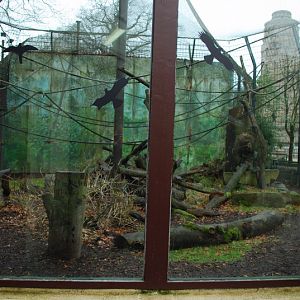 Gibbon exhibit