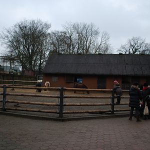 The Pony Ranch