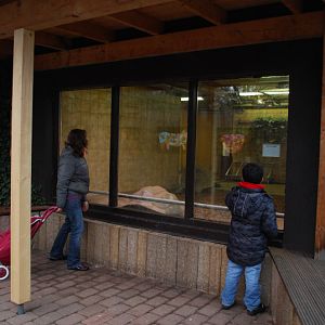 Giant tortoise house