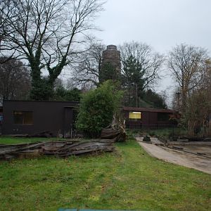 Giant tortoises outside