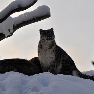Snowleopard