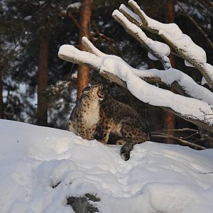 Snowleopard