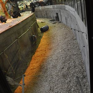 Chimp Indoor Enclosure