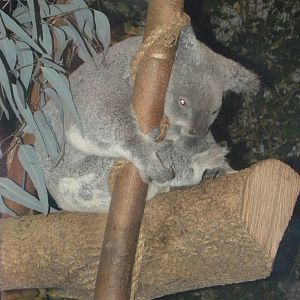 Koala