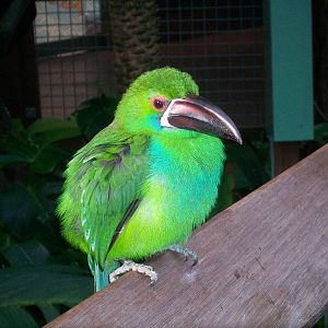 Philadelphia Zoo - Crimson-rumped Toucanet