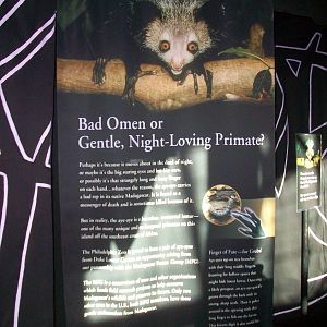 Philadelphia Zoo - Aye-aye