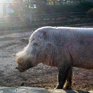 Philadelphia Zoo - Bearded Pig