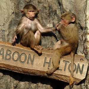 Hamadryas Baboon