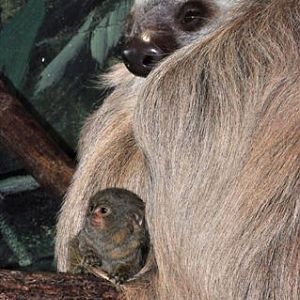 Hoffmann's Sloth and Pygmy Marmoset