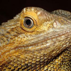 Bearded Dragon