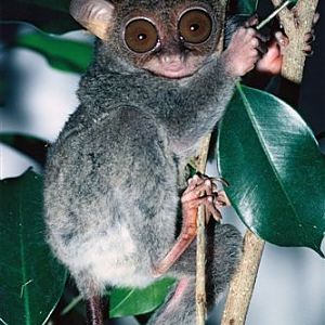 Phillippine Tarsier