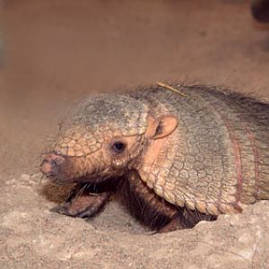 Armadillo