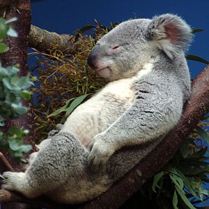 Koala