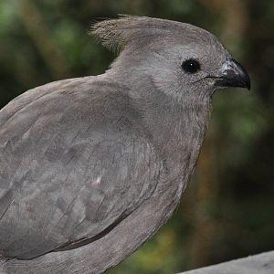 Monkeyland and Birds of Eden, Plettenberg Bay