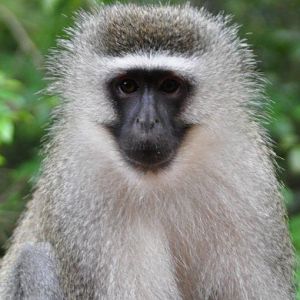 Monkeyland and Birds of Eden, Plettenberg Bay