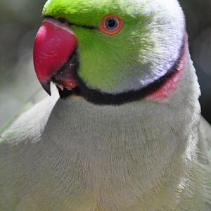 Monkeyland and Birds of Eden, Plettenberg Bay