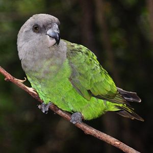 Monkeyland and Birds of Eden, Plettenberg Bay