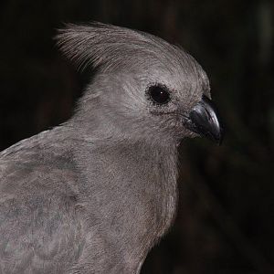 Monkeyland and Birds of Eden, Plettenberg Bay