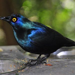 Monkeyland and Birds of Eden, Plettenberg Bay