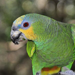 Monkeyland and Birds of Eden, Plettenberg Bay