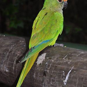 Monkeyland and Birds of Eden, Plettenberg Bay