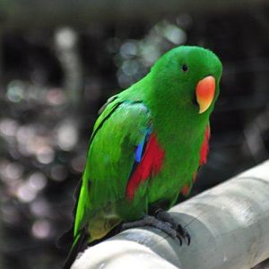 Monkeyland and Birds of Eden, Plettenberg Bay