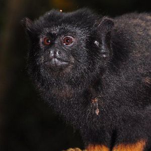 Monkeyland and Birds of Eden, Plettenberg Bay