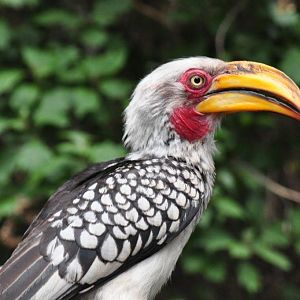 Monkeyland and Birds of Eden, Plettenberg Bay